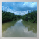 Search for mangrove posters Photography
