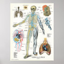 Search for blood chart posters Anatomy