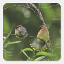 Search for cedar stickers Wildlife