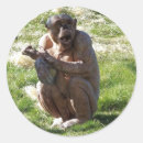 Search for chimpanzee stickers Chimps