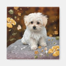 Search for sos magnets Animal