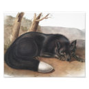 Search for black fox art Wildlife