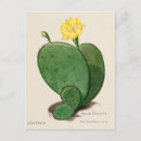 Search for figs postcards Botanical