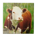 Search for hereford cattle gifts Moo
