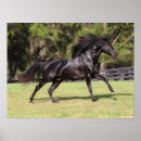 Search for lusitano posters Running