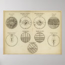 Search for sheeting posters Illustrations