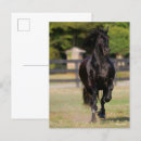 Search for friesian postcards Black