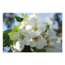 Search for apple blossoms posters Plant
