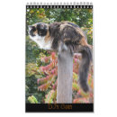 Search for kitty photography Feline