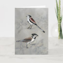 Search for perches cards Bird