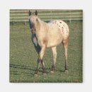 Search for gelding magnets Horse