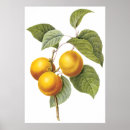 Search for redouté posters Fruit