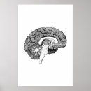 Search for brain anatomy posters Illustration