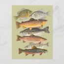 Search for crappie Freshwater fish