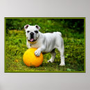 Search for english bulldog art Animal