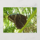 Search for morpho butterfly postcards Animal