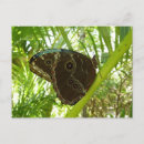 Search for morpho postcards Nature