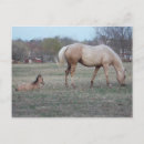 Search for newcomers Pony