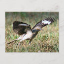 Search for mocking postcards Bird