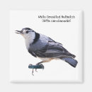 Search for breasted magnets Wildlife