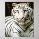 Search for noble art Lion