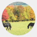 Search for black stallion stickers Mare