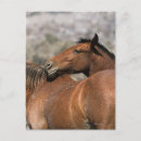 Search for mustang wild horses postcards Equestrian