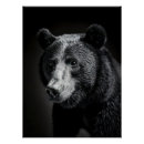 Search for black bear photography Black and white