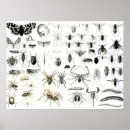 Search for entomology posters English