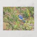 Search for wax postcards Wildlife