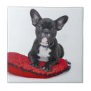 Search for black and white photo tiles Dog
