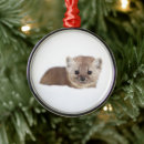 Search for pine marten Canada