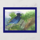 Search for bluejays postcards Bird