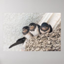 Search for nestled posters Bird