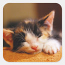 Search for closed eyes stickers One animal