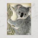Search for cute koala postcards Funny