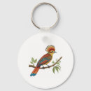 Search for amazonian Bird