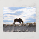 Search for assateague Wild