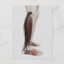 Search for anatomy postcards Leg