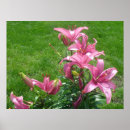 Search for asiatic posters Flowers