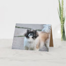 Search for shih tzu cards Usa