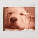 Search for animal charity cards Pets