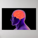 Search for neuroanatomy posters medicine