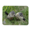 Search for groundhogs magnets Marmot