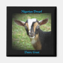 Search for nigerian dwarf goat Caprine