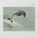 Search for bottlenose postcards Nature