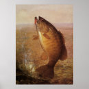 Search for vintage fishing posters Freshwater fish