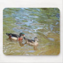 Search for pair photography Duck