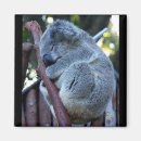 Search for cuddly magnets Lovely