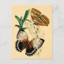 Search for vintage butterfly postcards Brown